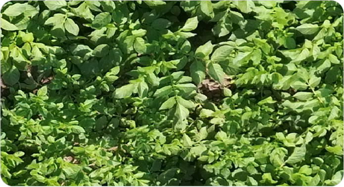 Opening Screen (1) 1